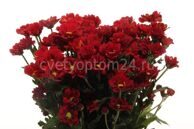 Хризантема кустовая Redstart 70 см